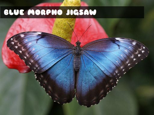 藍 Morpho 蝴蝶拼圖